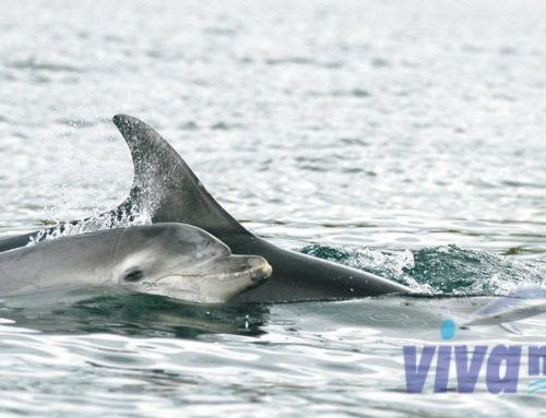 Vivamar vabi na miren protest proti pobijanju delfinov na Japonskem