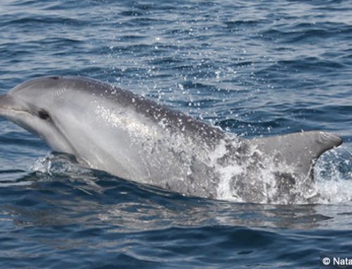 Prvomajsko raziskovanje delfinov