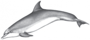 Bottlenose Dolphin