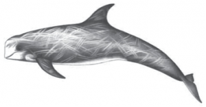 Risso's Dolphin