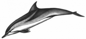 Striped Dolphin